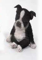 Faune Chiot Assis 18 cm