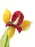 Glass Miltonia Orchid Flower Figurine